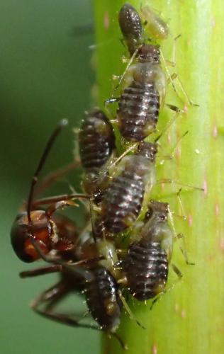 Réf. 333 939 : Periphyllus testudinaceus